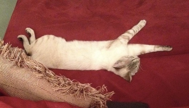 Kade Kalka tweet media