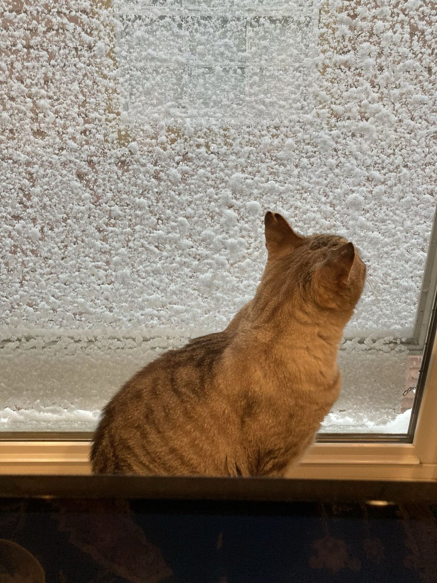 Kade Kalka tweet media