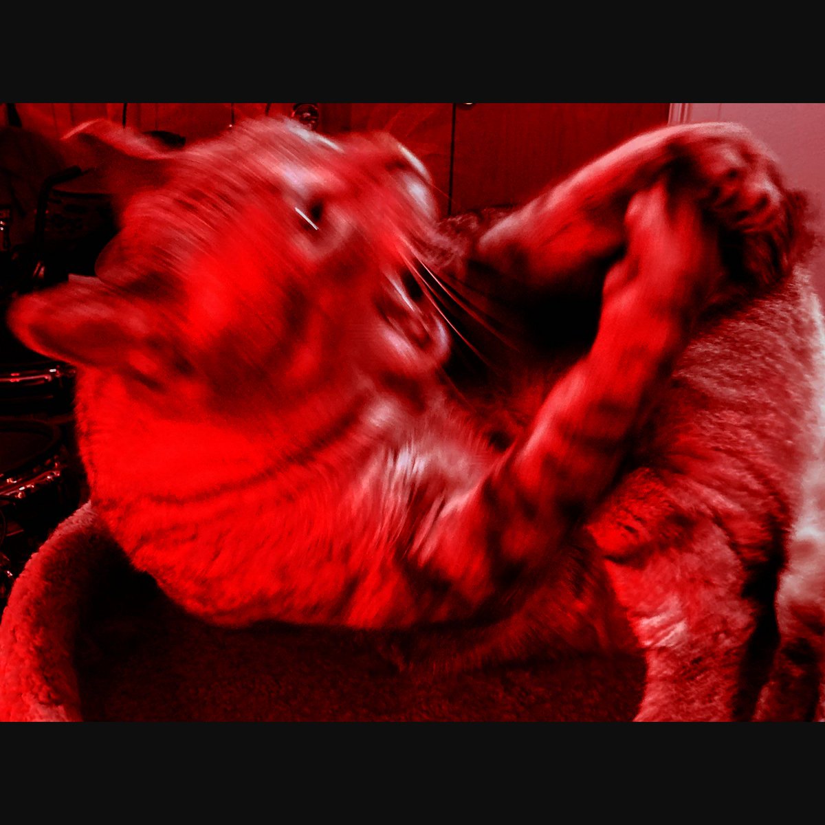 Kade Kalka tweet media