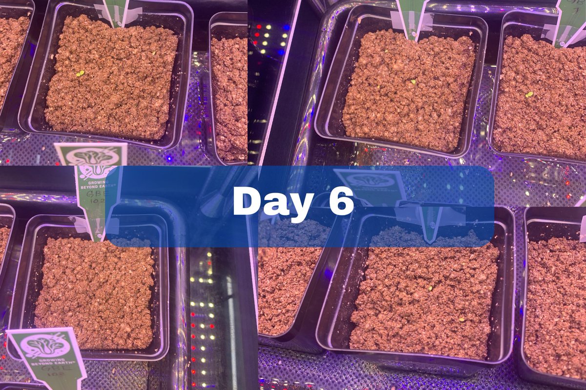 GBECROEM's tweet photo. Day 6! We noticed a few of our pots have some sprouts! https://t.co/OIKvlmqpRM