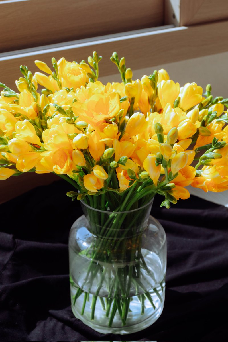 프리지아가 봄을 알립니다.