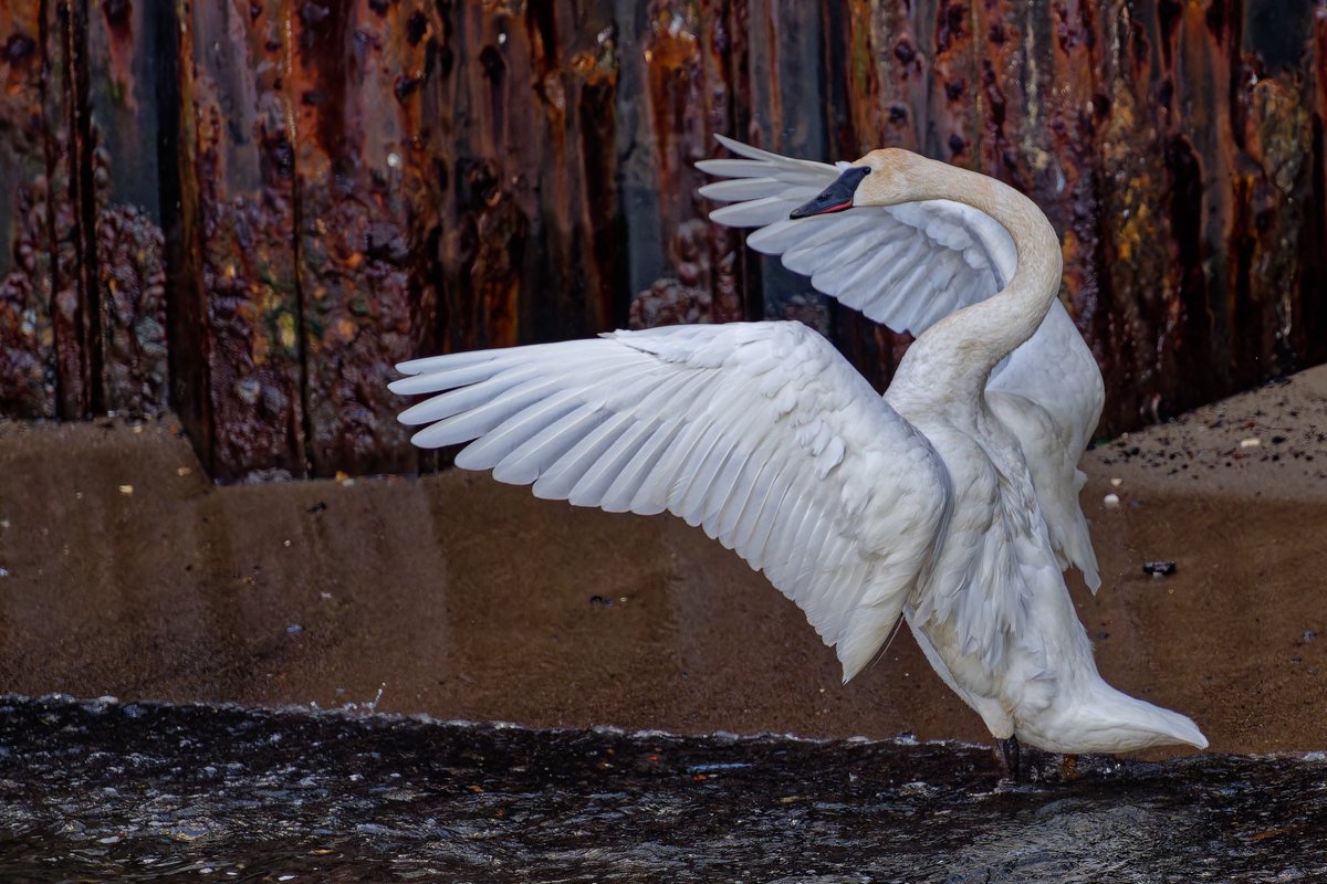 EJ Bartolazo tweet media