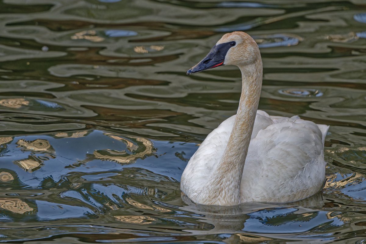 EJ Bartolazo tweet media