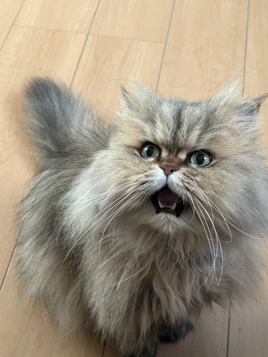 mnb_1972's tweet photo. 愛猫ペルシャ♀５歳😺
カメラを向けると鳴き出す女王のんのん https://t.co/aHKN3Xwdlt