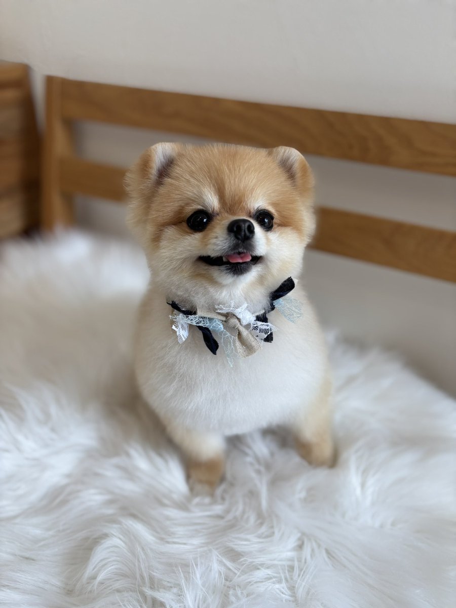 ぽんちゃん tweet media