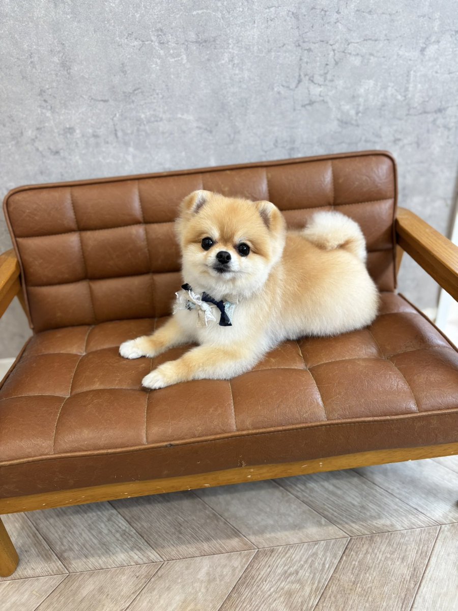 ぽんちゃん tweet media