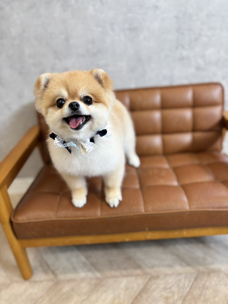 ぽんちゃん tweet media