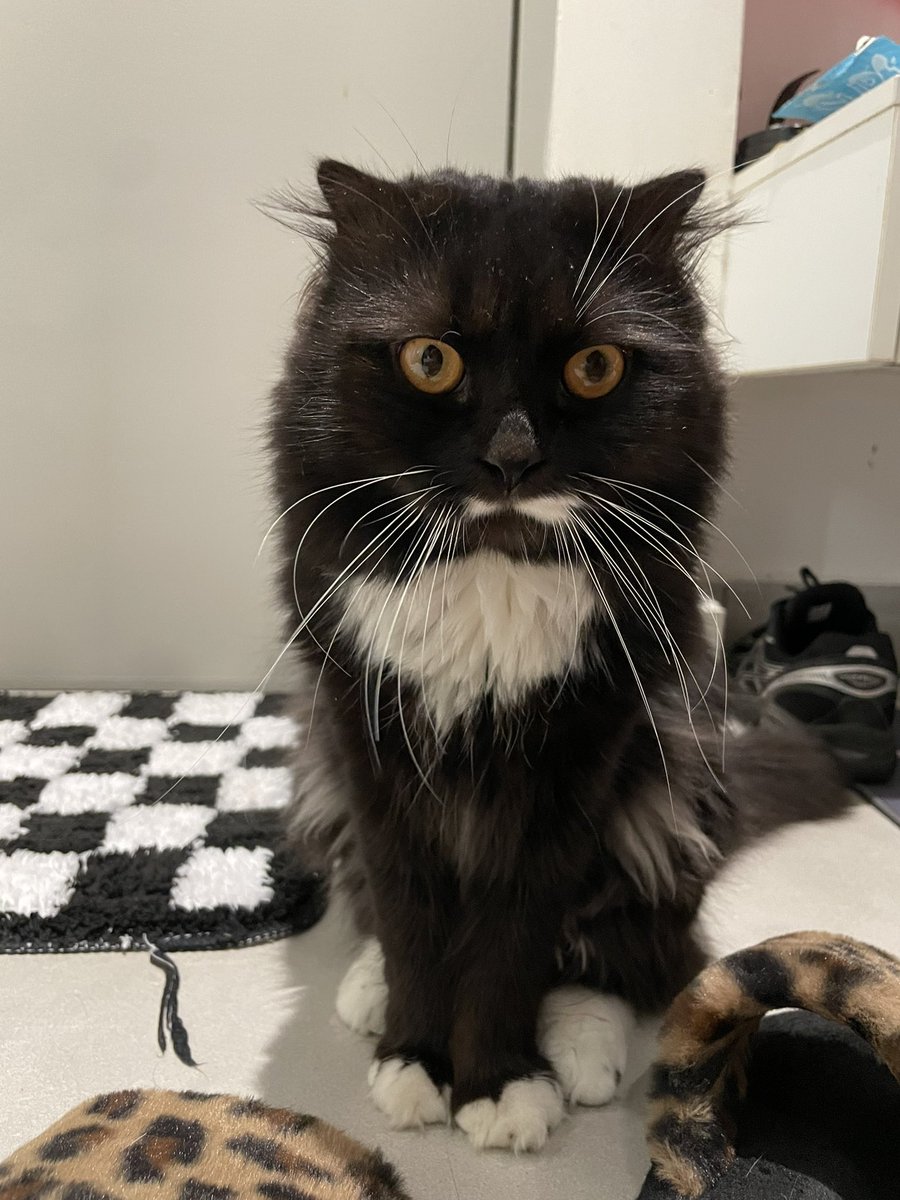 k0r19's tweet photo. クアラルンプールで猫を預かっていただける方を探しています。マレーシア居住中に交通事故に遭ってしまい、最大半年ほど預かっていただきたいです。もちろんかかった料金など全てお支払いします。1歳オスです。狂犬病ワクチン済み、去勢なしです。#クアラルンプール https://t.co/BvWcdqF6vc
