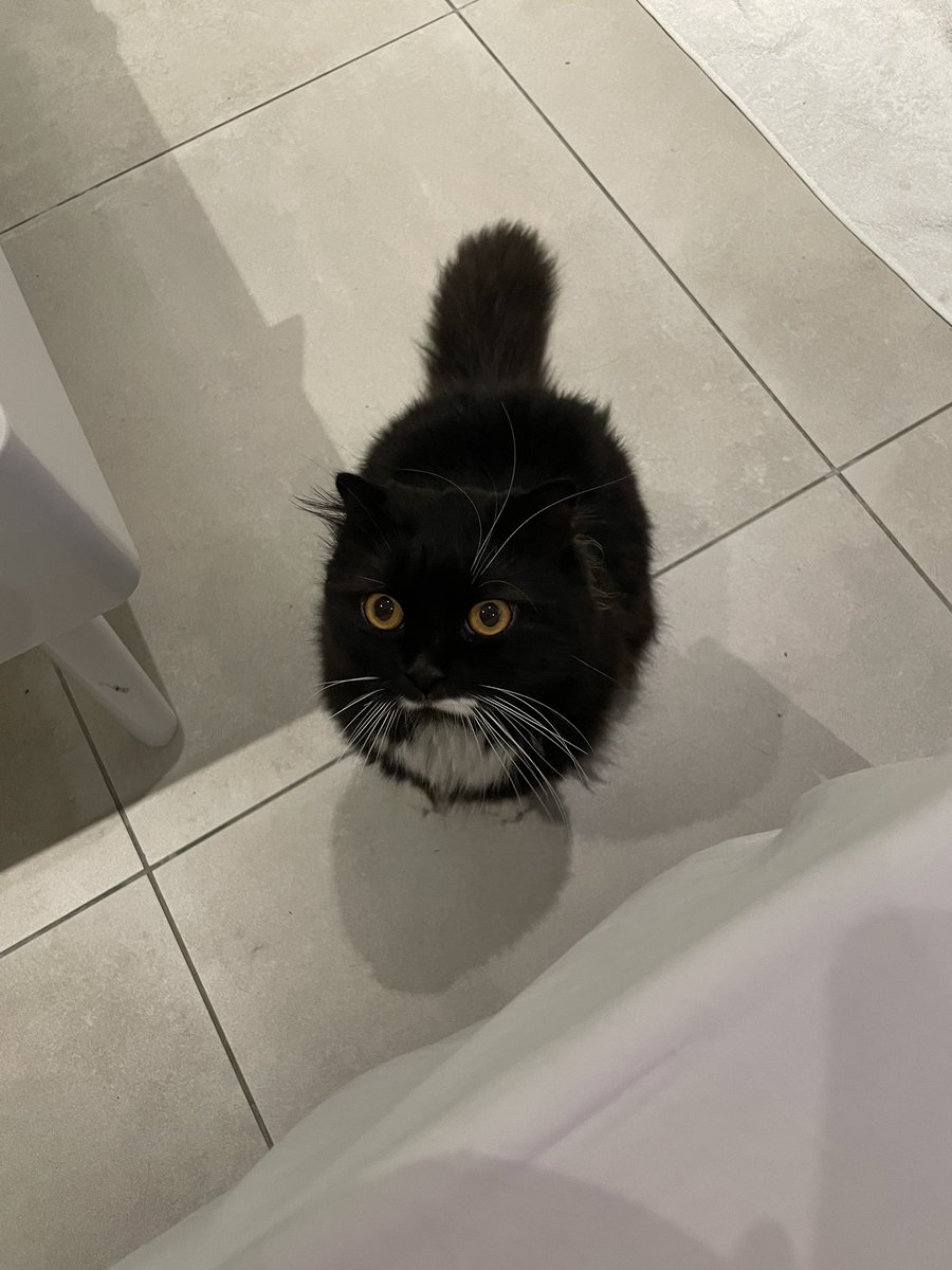 k0r19's tweet photo. クアラルンプールで猫を預かっていただける方を探しています。マレーシア居住中に交通事故に遭ってしまい、最大半年ほど預かっていただきたいです。もちろんかかった料金など全てお支払いします。1歳オスです。狂犬病ワクチン済み、去勢なしです。#クアラルンプール https://t.co/BvWcdqF6vc