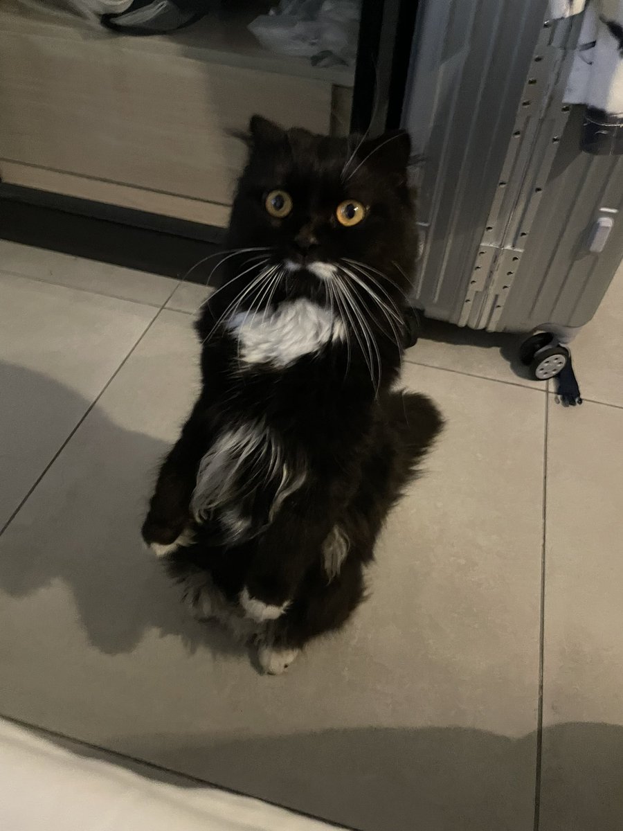 k0r19's tweet photo. クアラルンプールで猫を預かっていただける方を探しています。マレーシア居住中に交通事故に遭ってしまい、最大半年ほど預かっていただきたいです。もちろんかかった料金など全てお支払いします。1歳オスです。狂犬病ワクチン済み、去勢なしです。#クアラルンプール https://t.co/BvWcdqF6vc