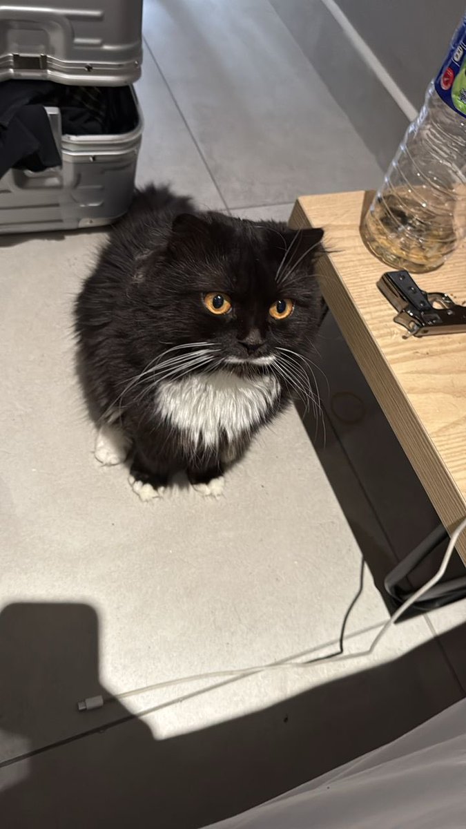 k0r19's tweet photo. クアラルンプールで猫を預かっていただける方を探しています。マレーシア居住中に交通事故に遭ってしまい、最大半年ほど預かっていただきたいです。もちろんかかった料金など全てお支払いします。1歳オスです。狂犬病ワクチン済み、去勢なしです。#クアラルンプール https://t.co/BvWcdqF6vc