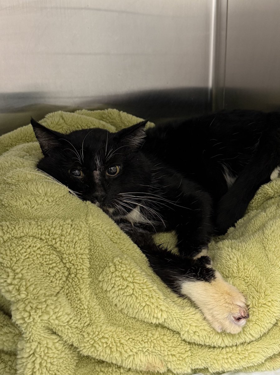feederofcats's tweet photo. but other than that, and the severely ulcerated paw pads, and the infections and the broken tooth and goop and dirt caked everywhere... other than all that stuff he is absolutely killing it. we love you Dennis https://t.co/DSuh3tUcjA
