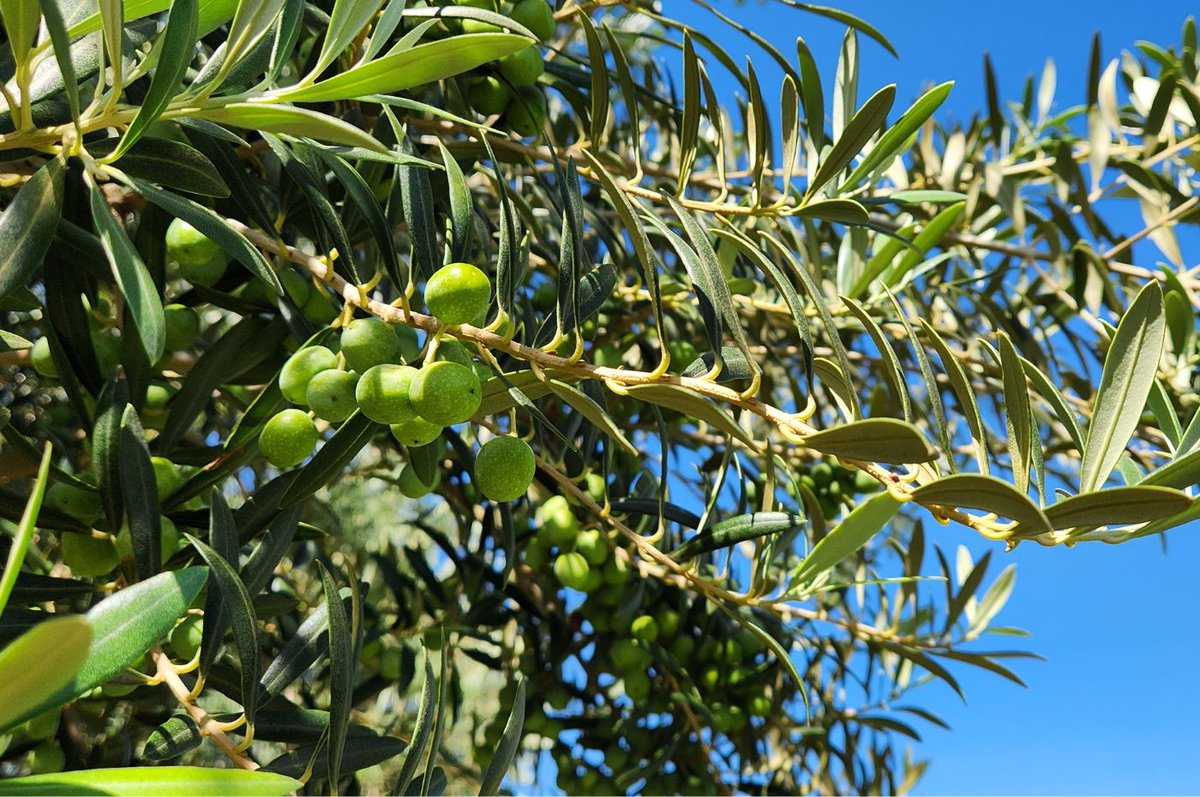 Você sabia que 66% dos judeus israelenses são alérgicos ao polem da Oliveira nativa daquele país?

Já nos palestinos, apenas 14% possuem essa alergia.

Isso indica que, geneticamente, o povo palestino está adaptado àquela terra, enquanto os invasores não.