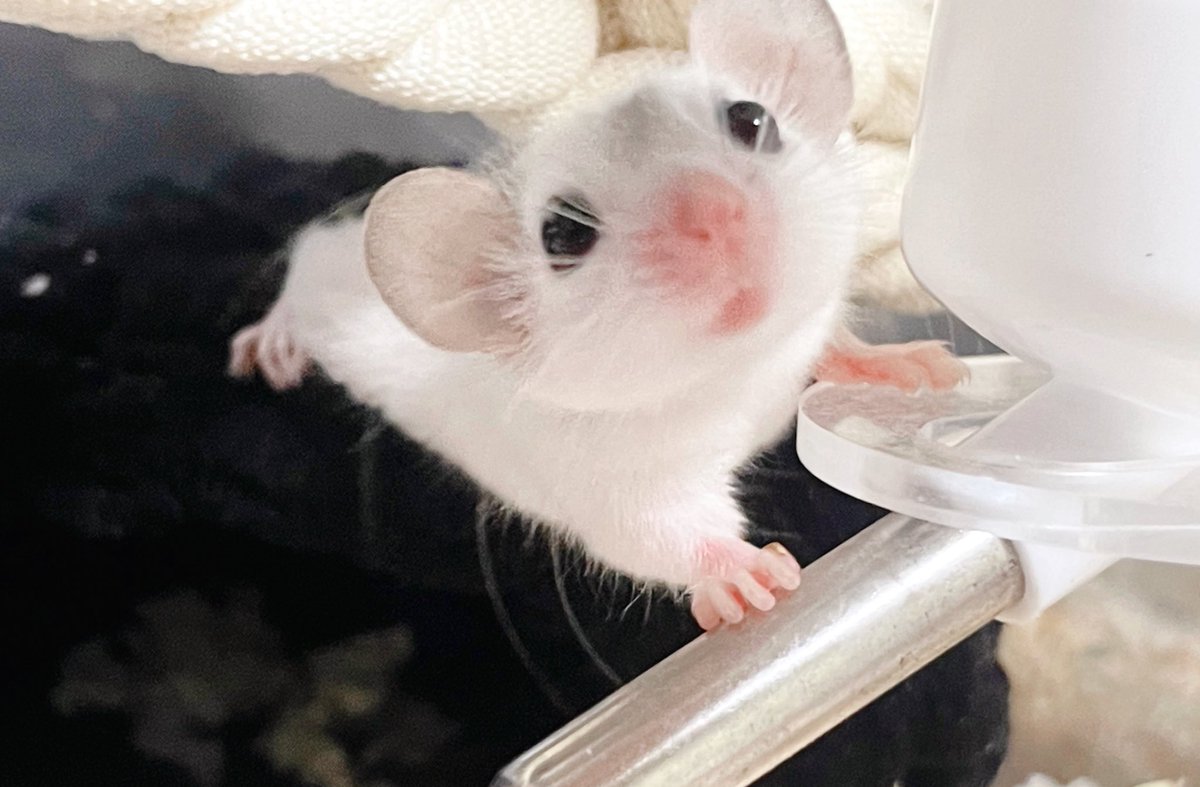 저희집엔 숭이 말고도 어른고양이(10살)과 도마뱀,다람쥐 친구가 있어요
그치만 무분별한 유행과 브리딩으로 유기,파양이 늘어나는 추세라 사진은 따로 올리고있지 않습니다🥹
부디 모든 생명은 평생을 함께할 각오로 책임감있게 키워주세요