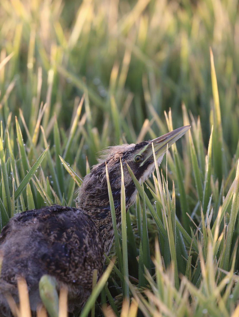 Environmental Water tweet media