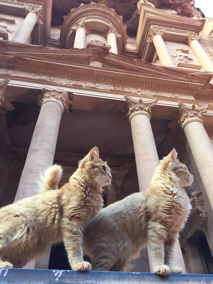 Petra, Jordan 🇯🇴