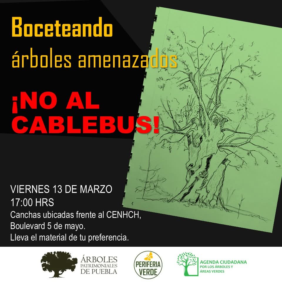 arboles_puebla's tweet photo. Realizaremos un registro gráfico de ejemplares amenazados por el cablebus.
No necesitas experiencia, solo ganas de dibujar.
#NoAlCablebus #NoAlEcocidio https://t.co/iYfYxuF06e