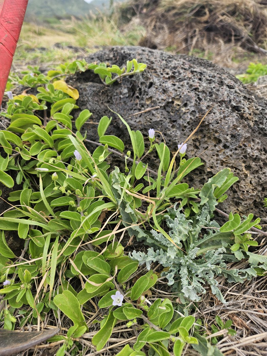 808cleanups tweet media