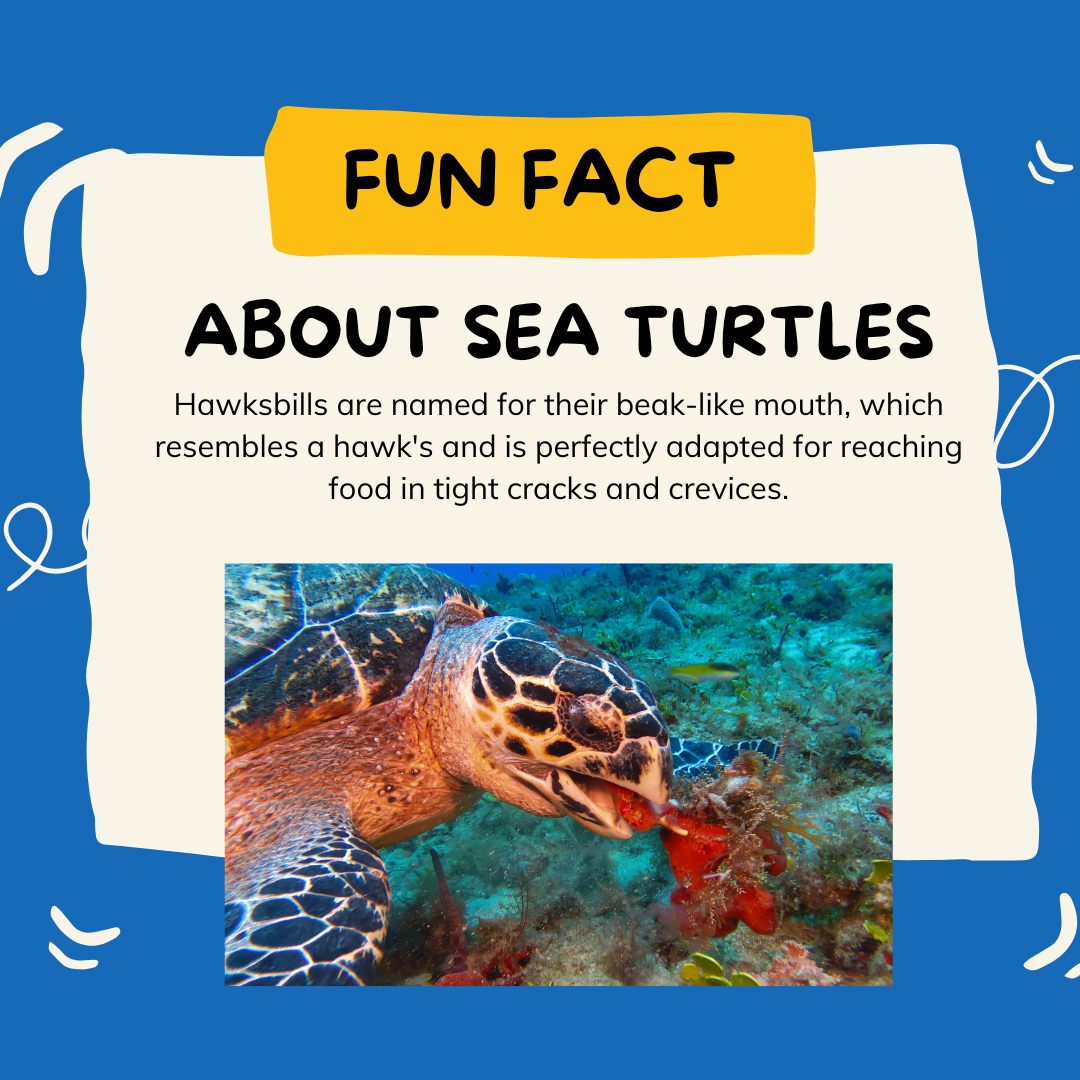 seaturtleweek tweet media