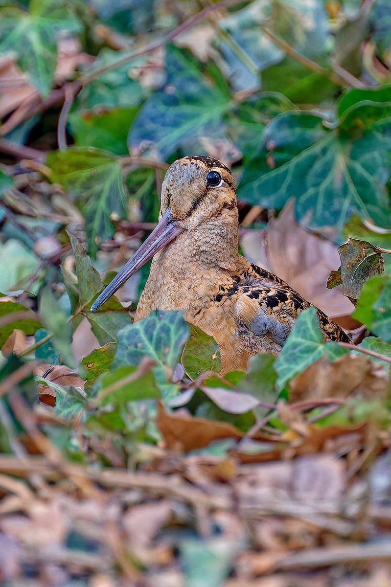 EJ Bartolazo tweet media