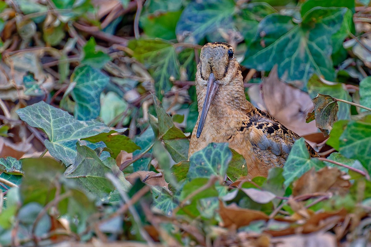 EJ Bartolazo tweet media