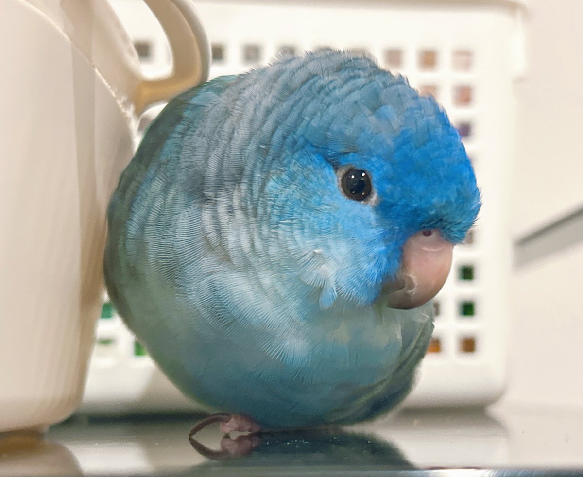 夢日和 tweet media