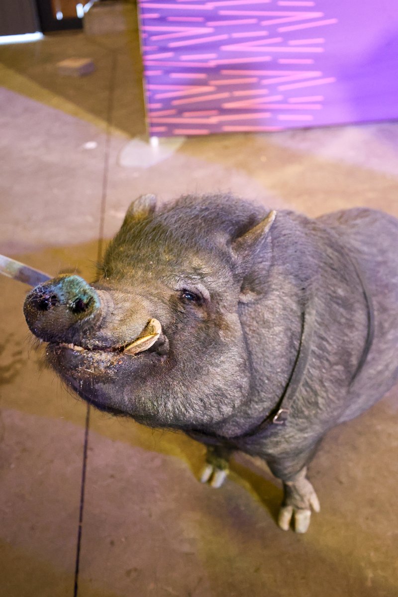 Denver Zoo Conservation Alliance tweet media