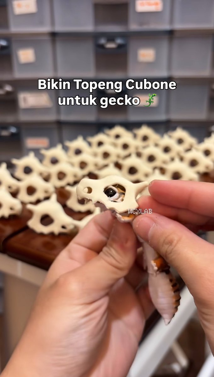 TEH <a href="/floweryliy/">🌷</a> PUNTEN si aa rama dah borong topeng geko ini belom pliss lucu pisan😭😭😭