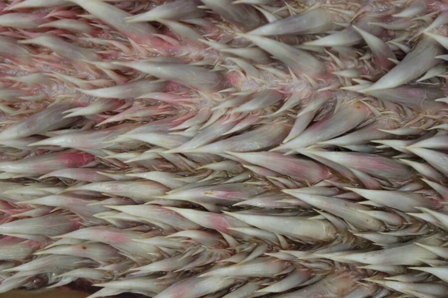 seaturtleweek tweet media