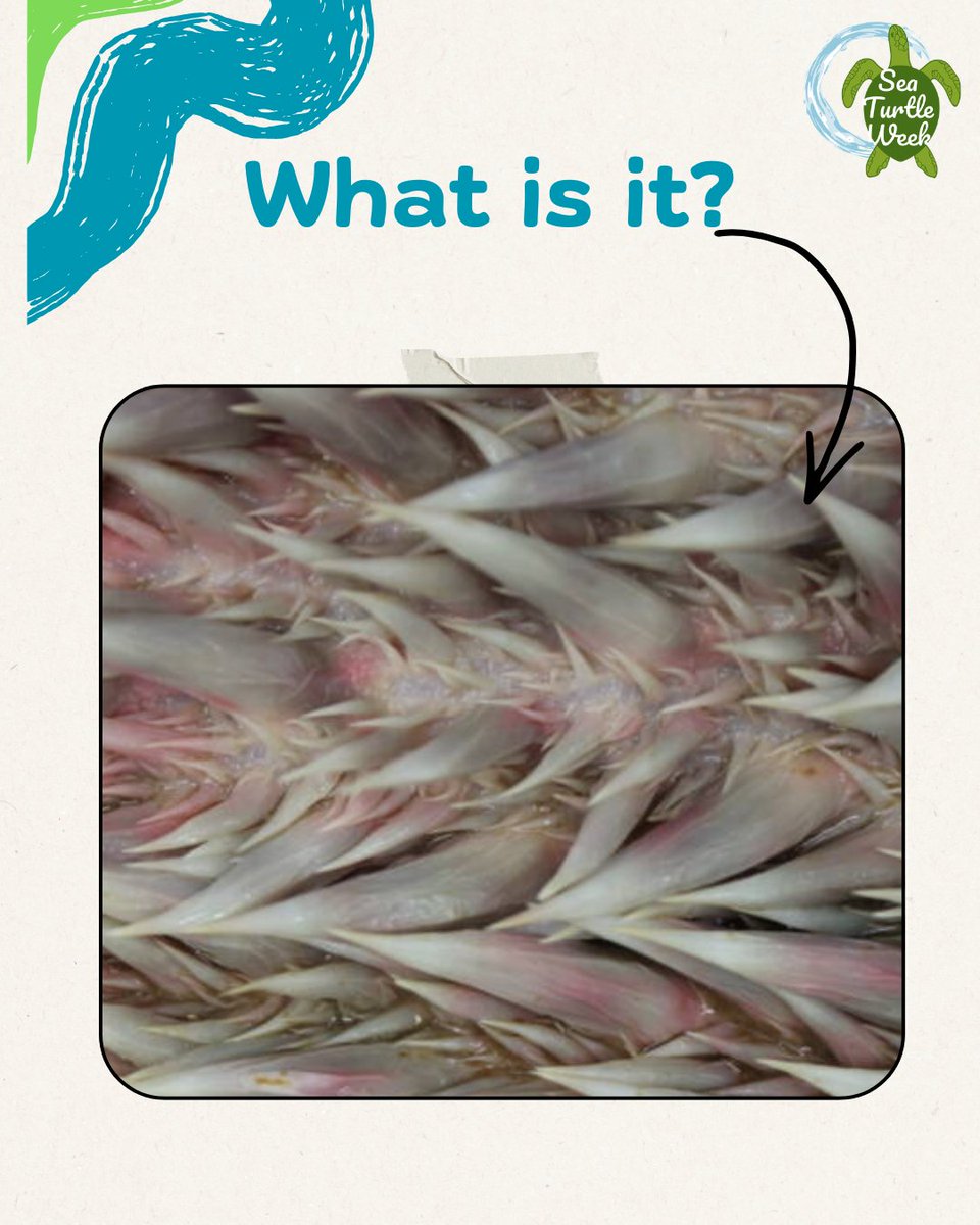 seaturtleweek tweet media