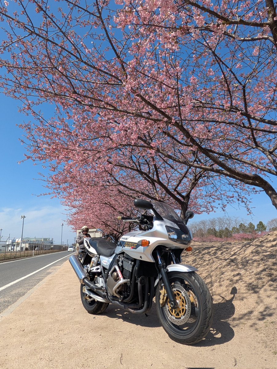 mizushima_aria's tweet photo. 🌸児島湖花回廊の横にある岡南飛行場で #河津桜 のお花見ツーリング🏍️
残念ながら🌸散り始めてました🥲
#夫婦ツーリング
#ZRX1200S
#DS250 https://t.co/6JKtfqdgZt