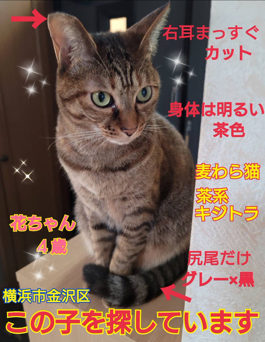 猫を探しています。花ちゃん４歳。明るい茶色の毛並みです。2024年4月11日横浜市金沢区富岡東の自宅から私の不注意で外に出てしまい迷子のままです。花がいなくなり今日で1年11ヶ月になってしまいました。手がかりはなくずっと探しています。
#猫を探しています 
#拡散希望 
#リポストお願いします