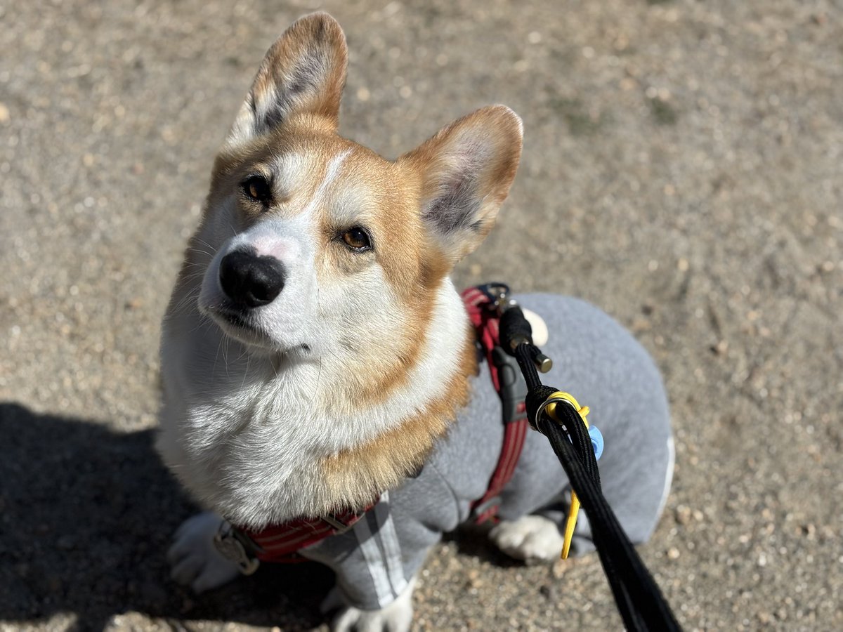 ひなた🐶 tweet media