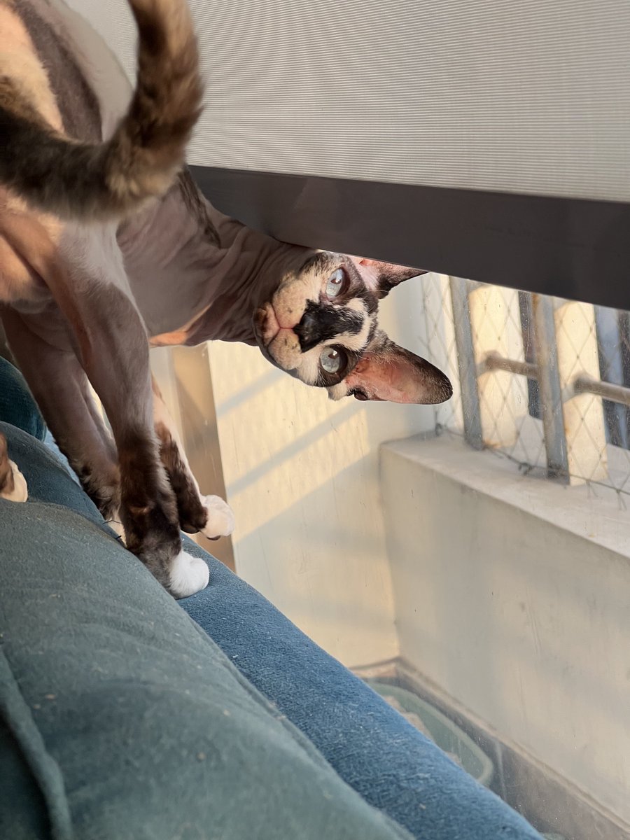 Ivanna 🍀🦋💫 tweet media