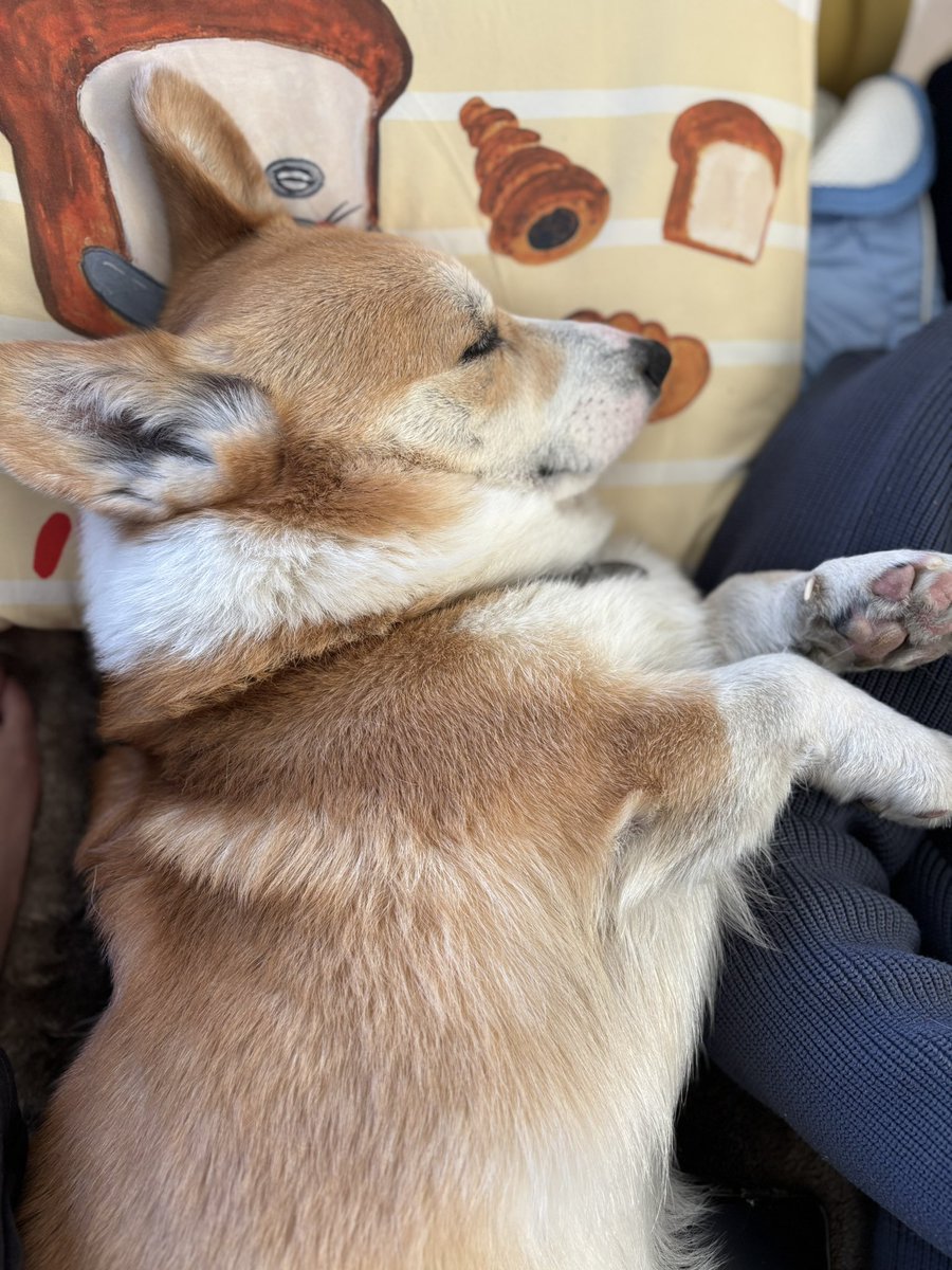 ひなた🐶 tweet media