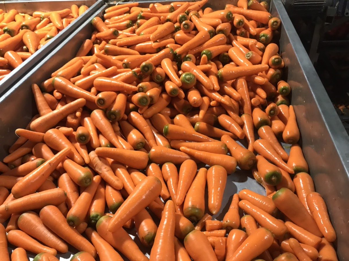 VioletMark224's tweet image. 🥕 Premium Vietnamese Carrots for Export 🌏
Our products: 
✔ ISO | HACCP | FDA | BRC
✔ Sizes: 80g – 450g
✔ PE bag / OEM packaging

📦 Ready for global shipment ✈️

Looking for vegetables, tea, or spices suppliers?
📞 WhatsApp: +84 349209450

#VietnamExport #FreshCarrots