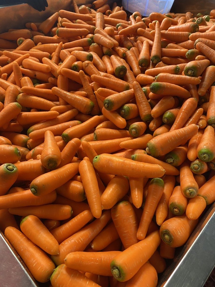 VioletMark224's tweet image. 🥕 Premium Vietnamese Carrots for Export 🌏
Our products: 
✔ ISO | HACCP | FDA | BRC
✔ Sizes: 80g – 450g
✔ PE bag / OEM packaging

📦 Ready for global shipment ✈️

Looking for vegetables, tea, or spices suppliers?
📞 WhatsApp: +84 349209450

#VietnamExport #FreshCarrots