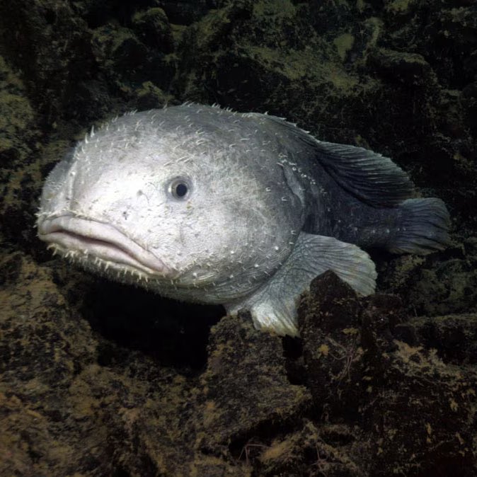 cleytxnn's tweet photo. acabei de descobrir que o peixe mais feio do mundo na verdade só se torna o peixe mais feio do mundo quando é retirado do habitat natural dele e isso mudou minha vida

nas profundezas do oceano, com a pressão para qual o corpo dele é adaptado, ele é só um peixe normal https://t.co/pzIM1UgriM