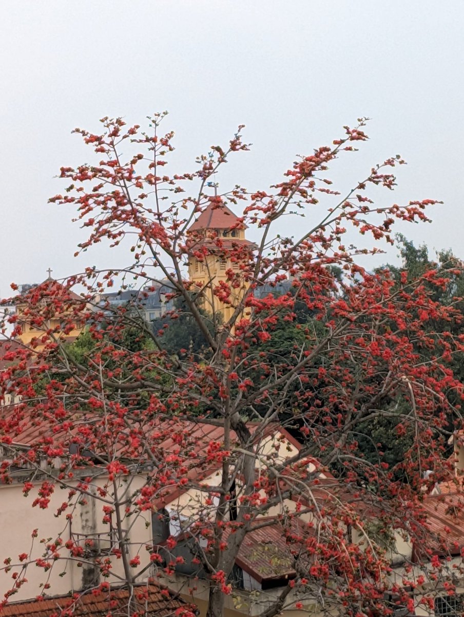 TemoAnh's tweet photo. It's been a long time since I've seen such a beautiful thorny kapok tree. https://t.co/eS57nTwb4j