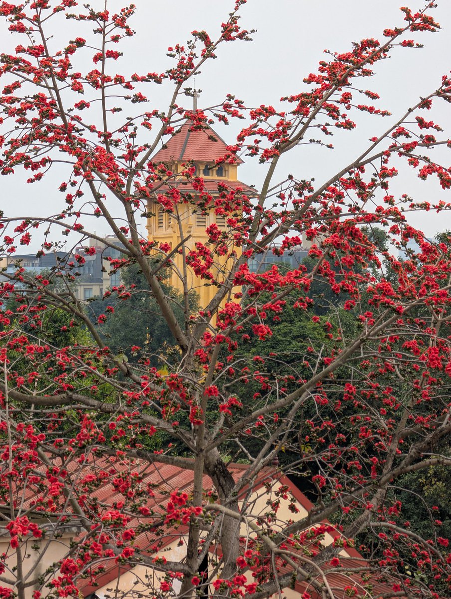 TemoAnh's tweet photo. It's been a long time since I've seen such a beautiful thorny kapok tree. https://t.co/eS57nTwb4j