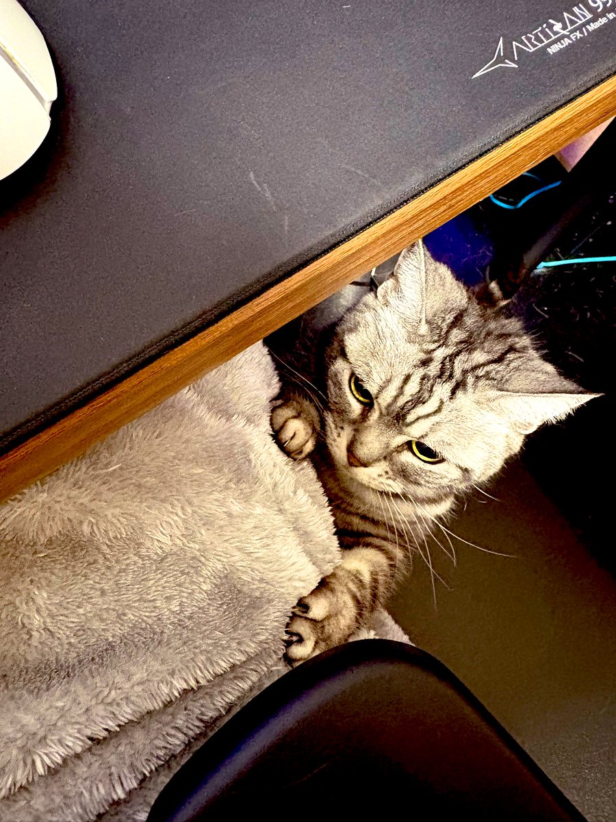 おとまるβ tweet media