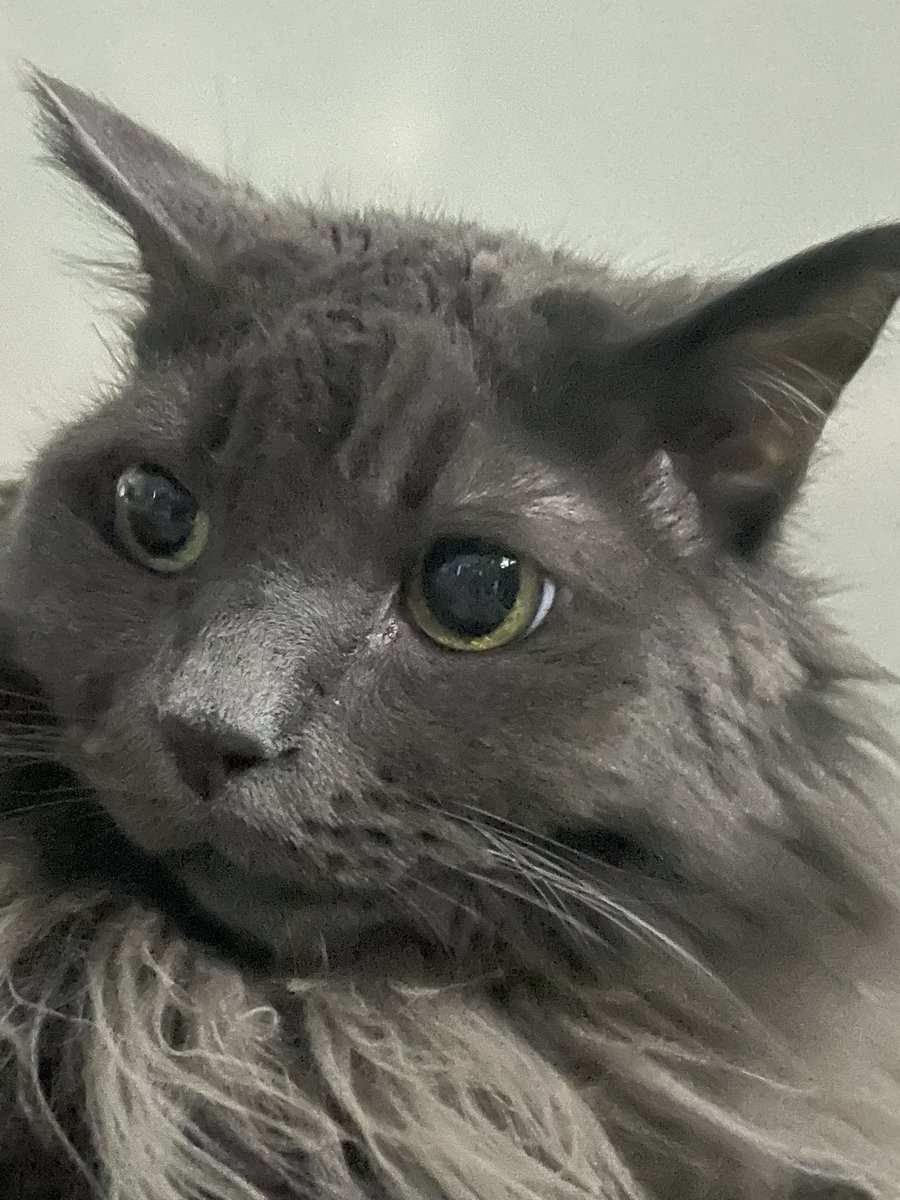 Neb | 🏳️‍🌈 tweet media