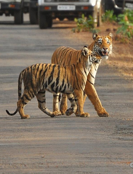 National Authority, CAMPA, MoEF&CC, GoI tweet media