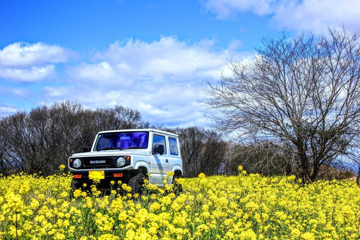 jimcam_gd's tweet photo. 菜の花畑2🌻
#ジムニー https://t.co/N4kV9p6jqM