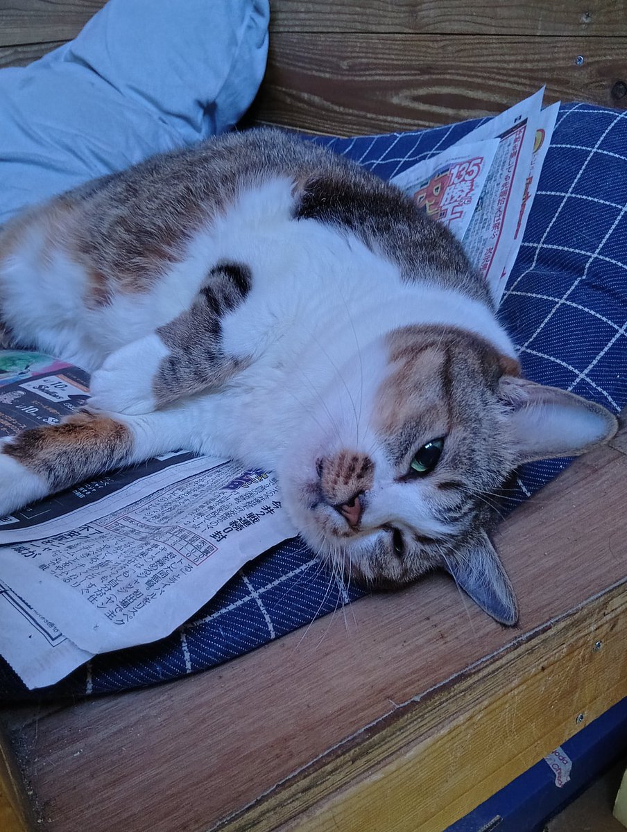 ちび選手 tweet media