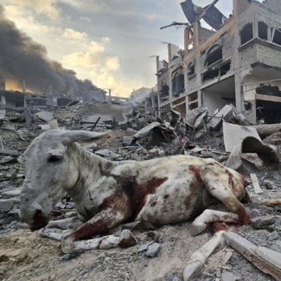 Rabbi Yitzchok Chai 🇮🇱 ✡️ 🕍 tweet media