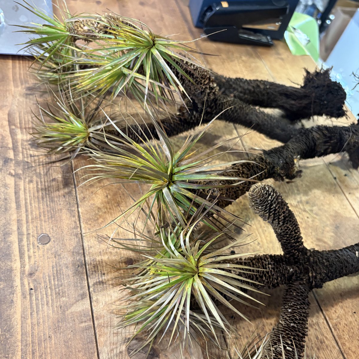 Aquagrass_ochi's tweet photo. ミクロドラコイデス スクアモサス
3株入荷しましたが、完売です。 https://t.co/KBDCJ13WW8