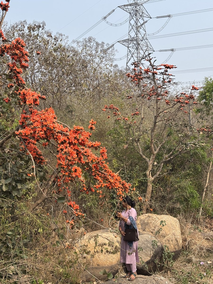 ରାଜଗିରି ପାହାଡ଼କୁ ଶାଳଗଛଗୁଡା ଚଢ଼ିବାକୁ ଲାଗିଛନ୍ତି,
ଆଖି ପାଉନଥିବା ଦୂରତାରେ‌
କାନ ପହଞ୍ଚିଗଲା କ୍ଷଣିକରେ,
କୋଇଲିର କୁହୁତାନ୍ ଘଞ୍ଚ ଜଙ୍ଗଲରୁ ଭାସି ଆସୁଛି,
ଦୁଷ୍ଟ ପଳାଶଫୁଳ ଫଣାଟେକି ଚାହିଁଛି,
ଏଇତ ଦଂଶି ପକେଇଲା ମତେ, 
ହାୟ!ପ୍ରେମ ବିଷ ଭରିଦେଲା ଦେହରେ ମନରେ,
ମୁଁ ପ୍ରେମିକାରୁ ତାଙ୍କ #ପ୍ରାଣପ୍ରିୟା ହୋଇଗଲି
ଜୀବନର ୨୭ତମ ବସନ୍ତରେ