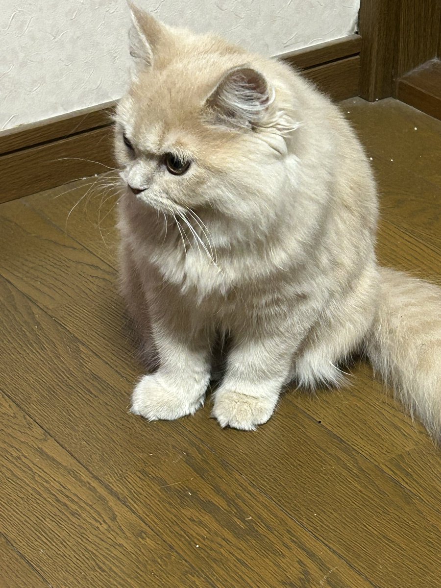 らいおん＠Palm Crew tweet media