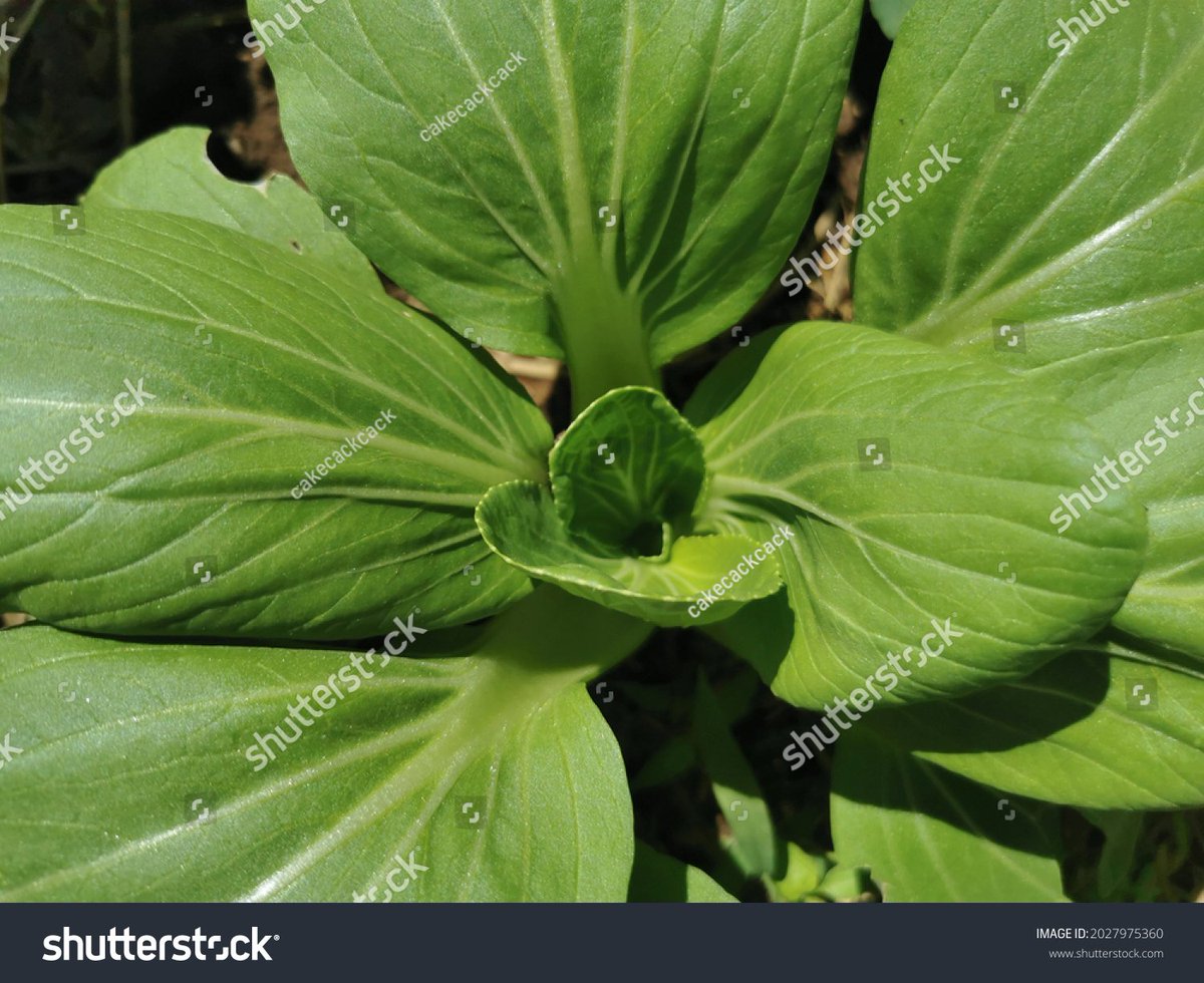 MOliveiralins's tweet image. New find! Fresh organic kale (local farm) vs. regular kale:  - Organic: Crunchy, vibrant green, no bitter aftertaste  - Regular: Slightly wilted, mild bitterness  Pro tip: Organic holds better in salads—worth the extra $0.50!   #KaleReview #FreshProduce